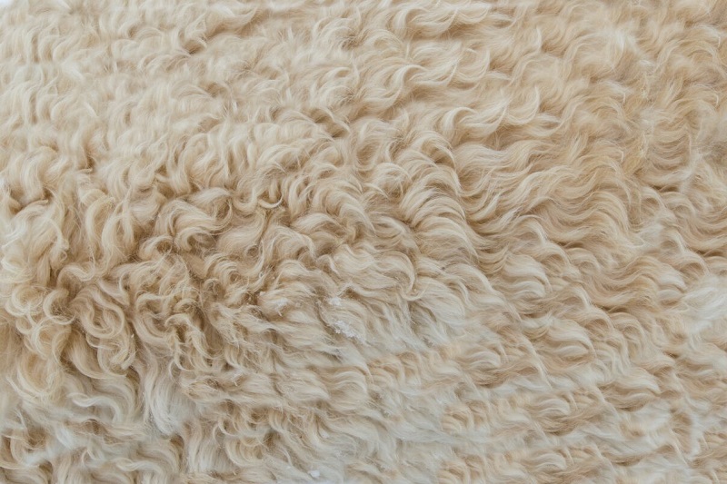 one-raw-material-shearling-fur-800×533