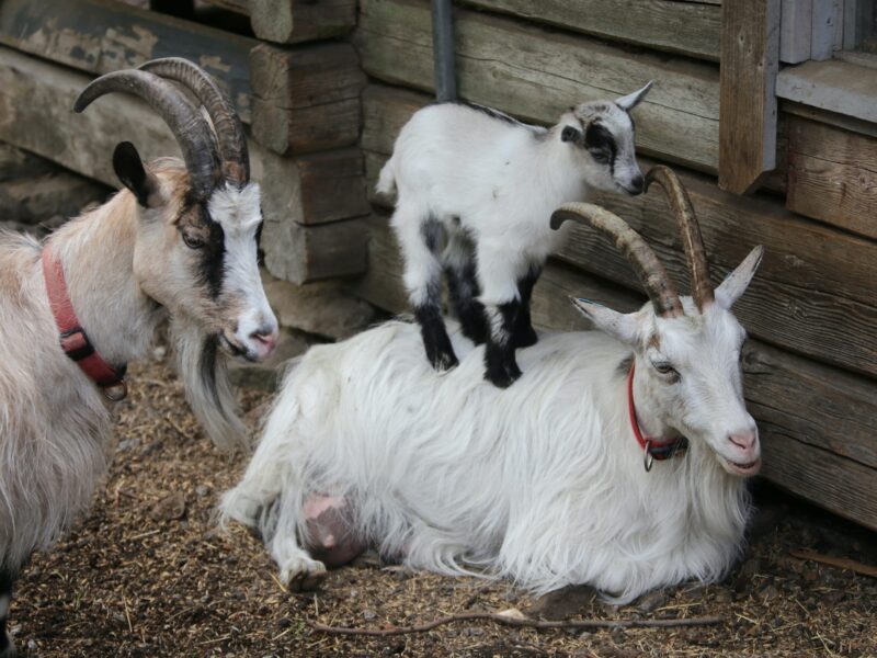 goat-cashmere