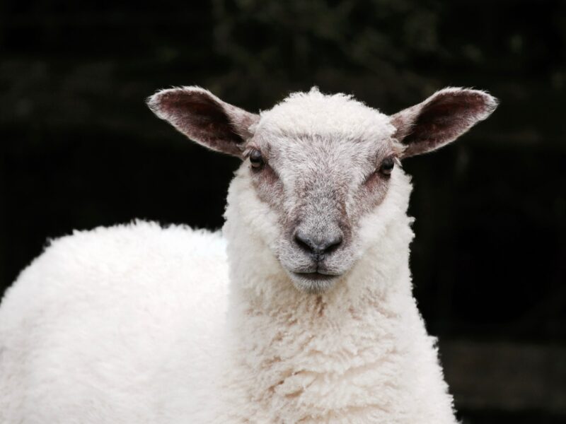 sheep-wool